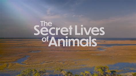 Animal sex secrets 